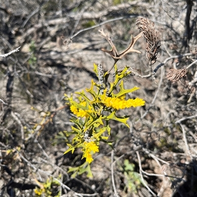 Unidentified Plant at Badgingarra, WA - 12 Sep 2024 by GG