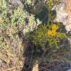 Synaphea spinulosa subsp. spinulosa at Badgingarra, WA - 12 Sep 2024 11:23 AM