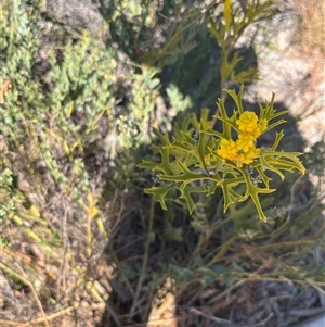 Synaphea spinulosa subsp. spinulosa at Badgingarra, WA - 12 Sep 2024 11:23 AM