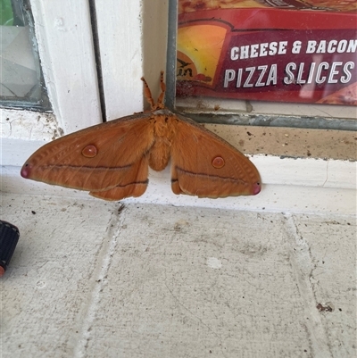Opodiphthera helena (Helena Gum Moth) at Mangerton, NSW - 13 Dec 2024 by Angry154