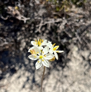Burchardia congesta at Badgingarra, WA - 12 Sep 2024 11:29 AM