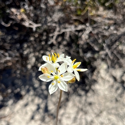 Unidentified Plant at Badgingarra, WA - 12 Sep 2024 by GG