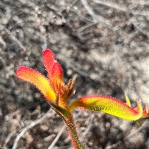 Anigozanthos humilis subsp. humilis at Badgingarra, WA - 12 Sep 2024 11:33 AM