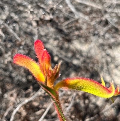 Unidentified Plant at Badgingarra, WA - 12 Sep 2024 by GG