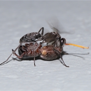 Fabriogenia sp. (genus) (Spider wasp) at Acton, ACT by TimL