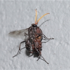 Fabriogenia sp. (genus) at Acton, ACT - 12 Dec 2024