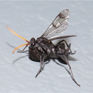 Fabriogenia sp. (genus) at Acton, ACT - 12 Dec 2024