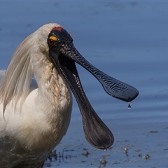 Platalea regia (Royal Spoonbill) at Fyshwick, ACT - 13 Dec 2024 by rawshorty