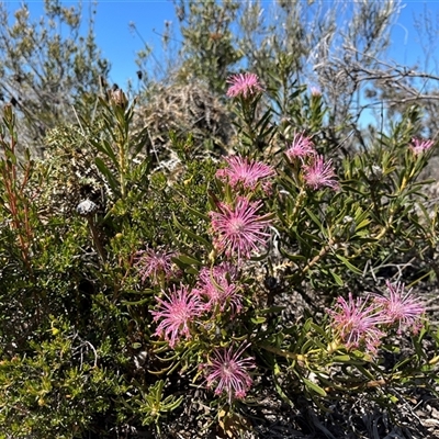 Unidentified Plant at Badgingarra, WA - 12 Sep 2024 by GG