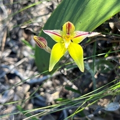 Caladenia flava (Cowslip Orchid) at Badgingarra, WA - 12 Sep 2024 by GG