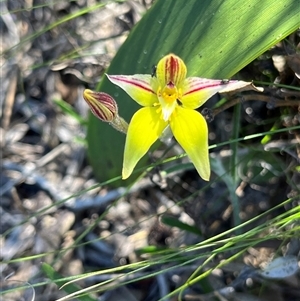 Caladenia flava at Badgingarra, WA - suppressed