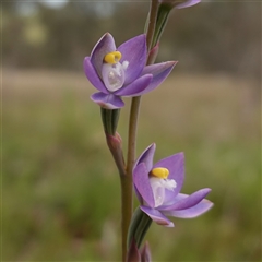 Thelymitra peniculata (Blue Star Sun-orchid) at Gunning, NSW - 23 Oct 2024 by RobG1