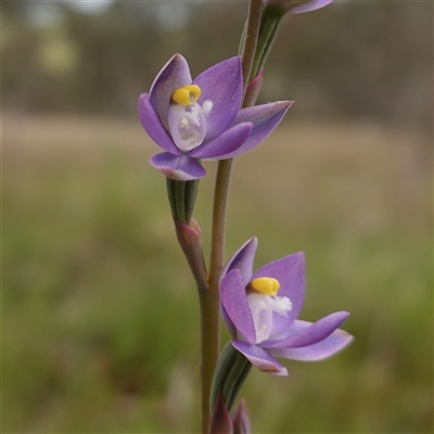 Thelymitra peniculata (Blue Star Sun-orchid) at Gunning, NSW - 23 Oct 2024 by RobG1