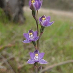 Thelymitra peniculata at Gunning, NSW - suppressed