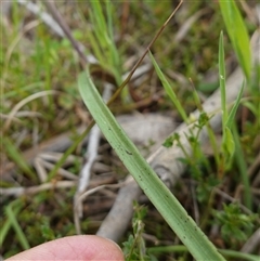 Thelymitra peniculata at Gunning, NSW - suppressed