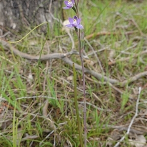 Thelymitra peniculata at Gunning, NSW - suppressed