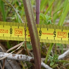 Thelymitra peniculata at Gunning, NSW - suppressed