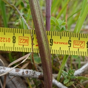 Thelymitra peniculata at Gunning, NSW - suppressed