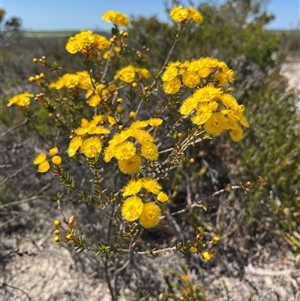 Verticordia nobilis at Badgingarra, WA - 12 Sep 2024 11:58 AM