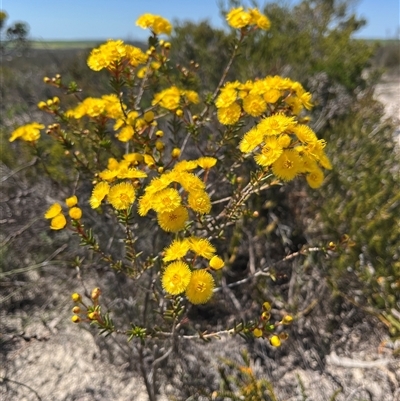Verticordia nobilis (Northern Grandiflora) at Badgingarra, WA - 12 Sep 2024 by GG