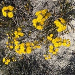 Verticordia nobilis at Badgingarra, WA - 12 Sep 2024 11:58 AM