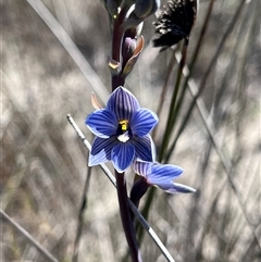 Thelymitra campanulata (Shirt Orchid) at Badgingarra, WA - 12 Sep 2024 by GG