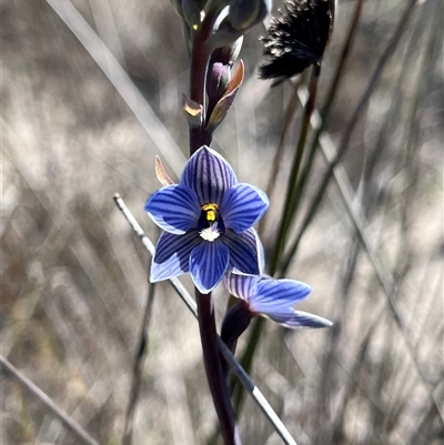 Thelymitra sp. at Badgingarra, WA - 12 Sep 2024 by GG