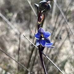 Thelymitra campanulata at Badgingarra, WA - suppressed