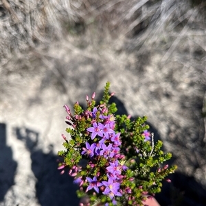 Calytrix leschenaultii at Badgingarra, WA - 12 Sep 2024 11:54 AM