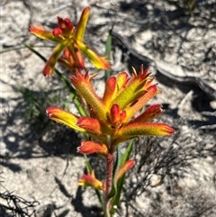 Unidentified Other Wildflower or Herb at Badgingarra, WA - 12 Sep 2024 by GG