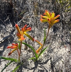 Anigozanthos humilis subsp. humilis at Badgingarra, WA - 12 Sep 2024 11:56 AM