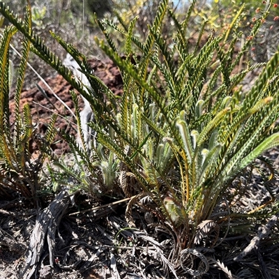 Banksia tortifolia at Badgingarra, WA - 12 Sep 2024 by GG