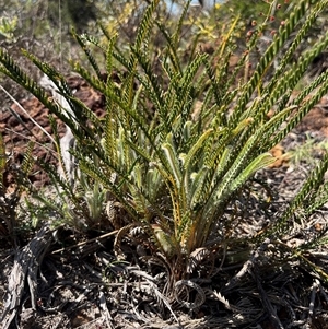 Banksia tortifolia at Badgingarra, WA - 12 Sep 2024 12:09 PM
