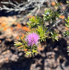 Unidentified Plant at Badgingarra, WA - 12 Sep 2024 by GG