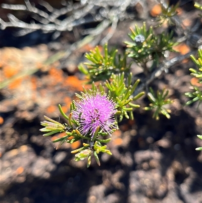 Melaleuca tinkeri at Badgingarra, WA - 12 Sep 2024 by GG