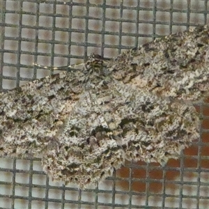 Ectropis fractaria (Ringed Bark Moth) at Hall, ACT by Anna123