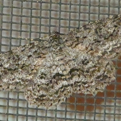 Ectropis fractaria (Ringed Bark Moth) at Hall, ACT - 7 Dec 2024 by Anna123