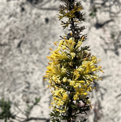 Petrophile serruriae at Badgingarra, WA - 12 Sep 2024 by GG