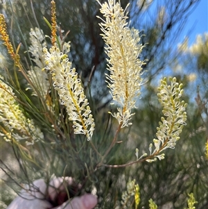 Grevillea biformis subsp biformis at Badgingarra, WA - 12 Sep 2024 12:33 PM