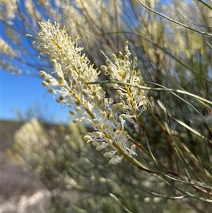 Grevillea biformis subsp biformis at Badgingarra, WA - 12 Sep 2024 12:33 PM
