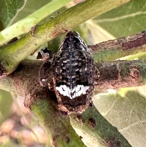 Tepperia sterculiae at Ainslie, ACT by Pirom