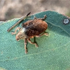 Gonipterus scutellatus (Eucalyptus snout beetle, gum tree weevil) at Ainslie, ACT - 11 Dec 2024 by Pirom