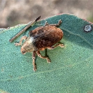 Gonipterus scutellatus (Eucalyptus snout beetle, gum tree weevil) at Ainslie, ACT by Pirom