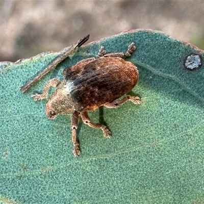 Gonipterus scutellatus (Eucalyptus snout beetle, gum tree weevil) at Ainslie, ACT - 11 Dec 2024 by Pirom