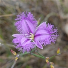 Thysanotus tuberosus subsp. tuberosus (Common Fringe-lily) at Gunning, NSW - 23 Oct 2024 by RobG1