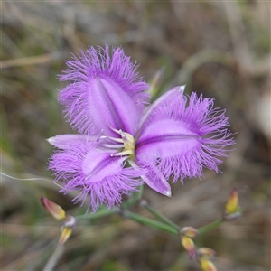 Thysanotus tuberosus subsp. tuberosus at Gunning, NSW - 23 Oct 2024 02:16 PM