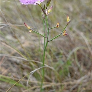 Thysanotus tuberosus subsp. tuberosus at Gunning, NSW - 23 Oct 2024 02:16 PM