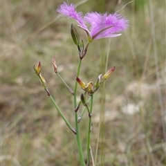 Thysanotus tuberosus subsp. tuberosus at Gunning, NSW - 23 Oct 2024 02:16 PM