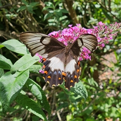 Papilio aegeus (Orchard Swallowtail, Large Citrus Butterfly) at Braidwood, NSW - 13 Dec 2024 by MatthewFrawley