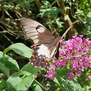 Papilio aegeus at Braidwood, NSW - 13 Dec 2024